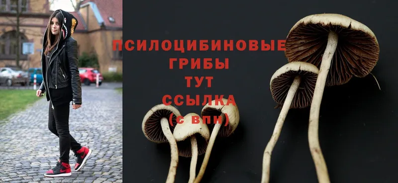 купить  цена  Горнозаводск  Галлюциногенные грибы Magic Shrooms 